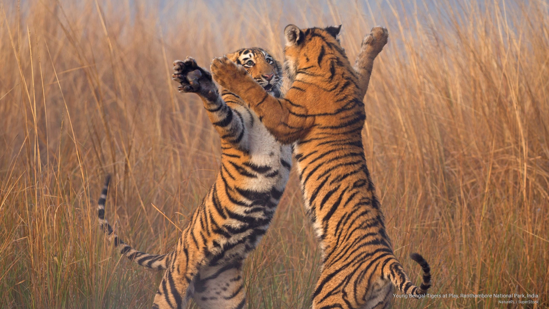 Ranthambore_image