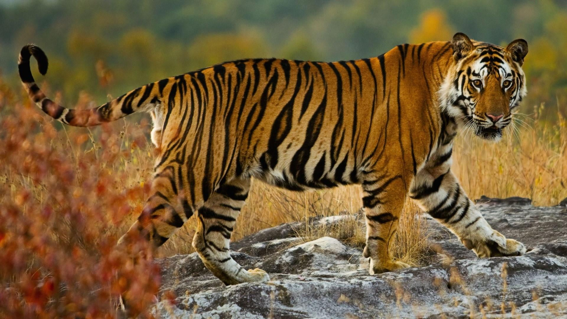 ranthambore-image